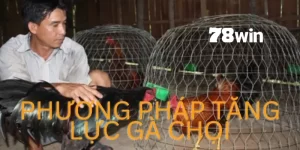 cách nuôi gà đá có lực 78win